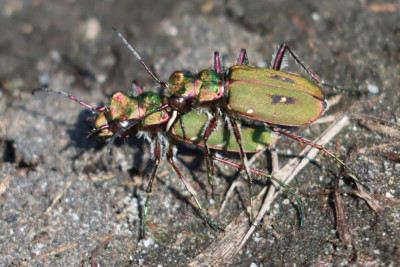 IMG_3560-2 Groene zandloopkever (Cicindela campestris) koppel.JPG
