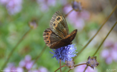Asturische Erebia 2024.jpg