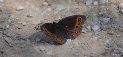 Asturische Erebia 2024.jpg  02.jpg