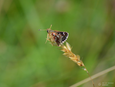 Kalkgraslanddikkopje - Spialia sertorius - Boutx - Frankrijk