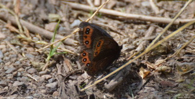 Asturische Erebia 2024.jpg  03.jpg