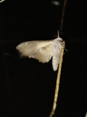 IMG_4363-2 Populierenpijlstaart (Laothoe populi).JPG