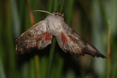 IMG_4407-2 Populierenpijlstaart (Laothoe populi).JPG