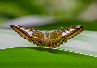 ALB_6936  Butterflies Universal Sharing.jpg