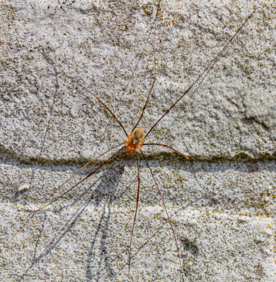 ALB_6441  Insecten.jpg