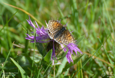Alpenparelmoervlinder - Melitaea varia - Lac de Deborence - Zwitserland