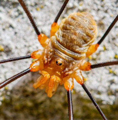 ALB_6453  Insecten.jpg