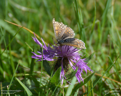 Alpenparelmoervlinder - Melitaea varia - Lac de Deborence - Zwitserland