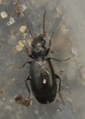 P1021158kopie.JPG