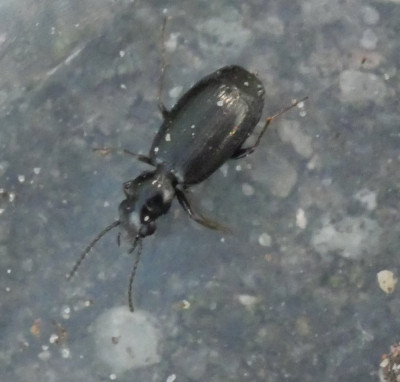 P1021221kopie.JPG