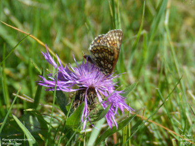 Alpenparelmoervlinder - Melitaea varia - Lac de Deborence - Zwitserland