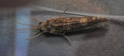 P1021651kopie.JPG