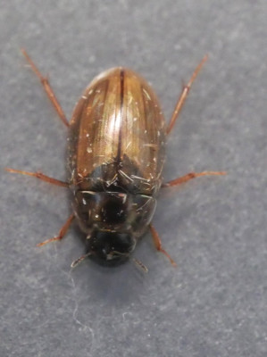 P1021719kopie.JPG
