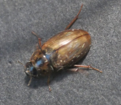 P1021733kopie.JPG