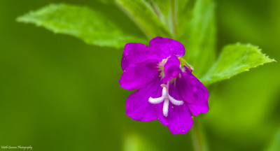 Harig wilgenroosje - Epilobium hirsutum  1 aug. '21 Onderste Caumer Heerlen