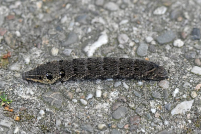 Rups van Groot avondrood