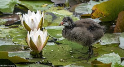 Waterhoen(juveniel) Onderste Caumer Heerlen  1 augustus '21.