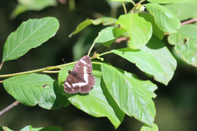 IMG_8943-2 Kleine ijsvogelvlinder.JPG