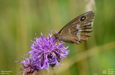 Blauwoogvlinder - Minois dryas - Ayent - Zwitserland