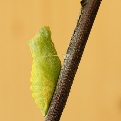 Pop-044817.JPG