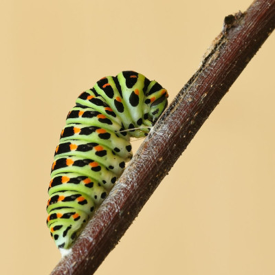 Rups-044673.JPG