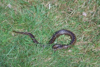 IMG_1407 -2Adder.JPG