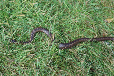IMG_1417-2 Adder.JPG