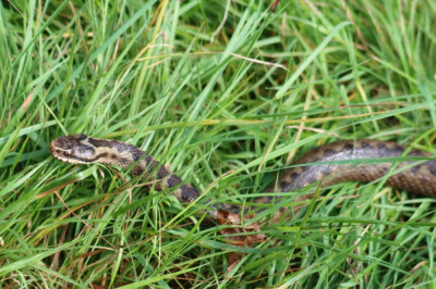 IMG_1419-2 Adder.JPG