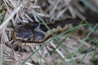 IMG_1425-2 Adder.JPG