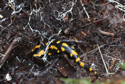 IMG_1499-2 Vuursalamander.JPG