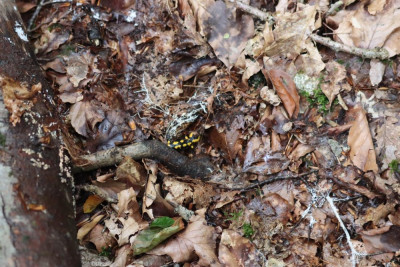 IMG_1519-2 Vuursalamander.JPG