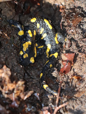 IMG_1531-2 Vuursalamander.JPG