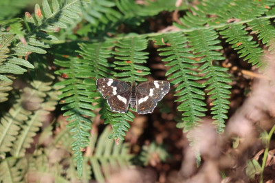 IMG_1403-2 Landkaartje.JPG