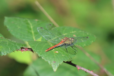 IMG_1187-2 Bloedrode heidelibel.JPG