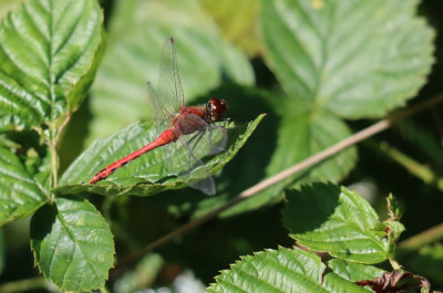 IMG_1193-2 Bloedrode heidelibel.JPG