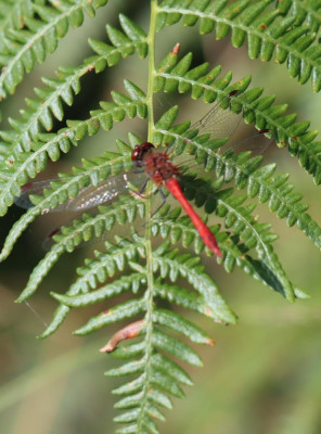IMG_1298-2 Bloedrode heidelibel.JPG