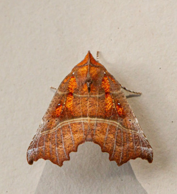 ALB_8648  Roesje.jpg