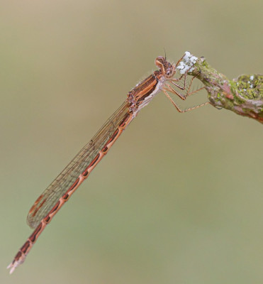 ALB_8984  Dragonflies Of The World,  Libellen & Juffers.jpg