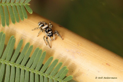 Huiszebraspin-045525.JPG