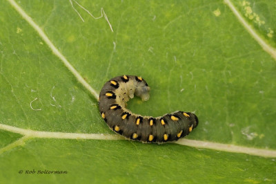 Tenthredo mandibularis-045322.JPG
