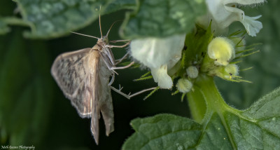 Parelmoermot  Heerlerbaan 05 aug. '21.