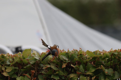 IMG_9664-2 Vink.JPG