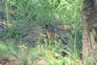 IMG_3621-2 Vink.JPG
