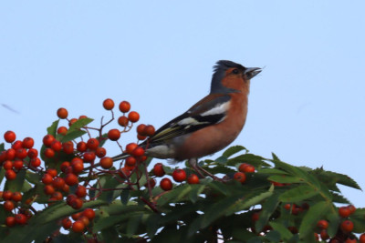 IMG_6849-2 Vink.JPG