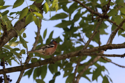 IMG_6468-2 Vink.JPG