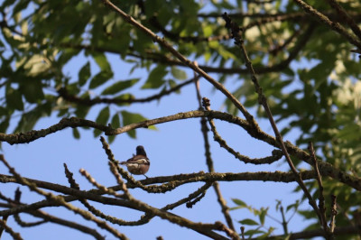 IMG_8575-2 Vink.JPG