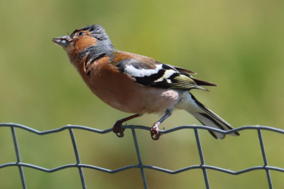 IMG_7535-2 Vink.JPG