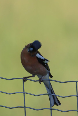 IMG_7254-2 Vink.JPG
