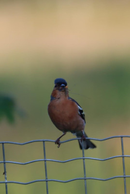 IMG_6496-2 Vink.JPG
