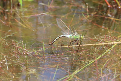 IMG_6970-2 Grote keizerlibelei-afzettend.JPG